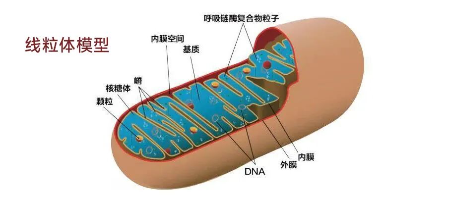 医用蓝光有什么作用【益·科普】红蓝光治疗仪的十大作用和五大功效_https://www.jmylbn.com_新闻资讯_第1张