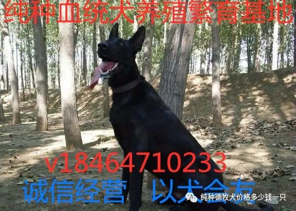 萨姆耶犬幼犬价格多少钱纯种萨姆耶犬养殖场