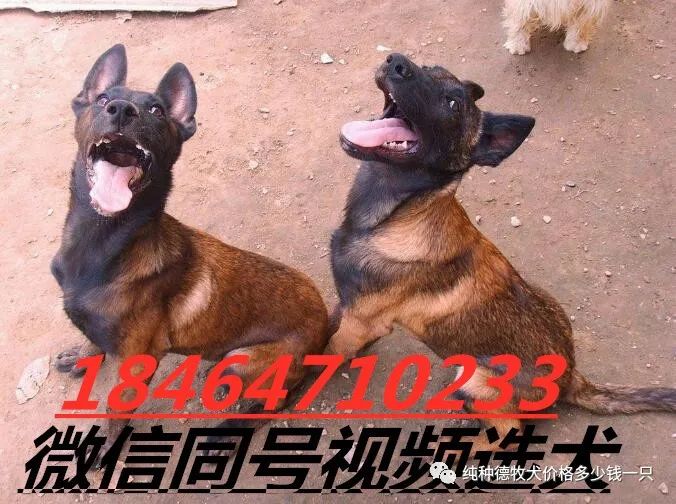 德牧犬多少钱一只2021年科目小德牧犬价格