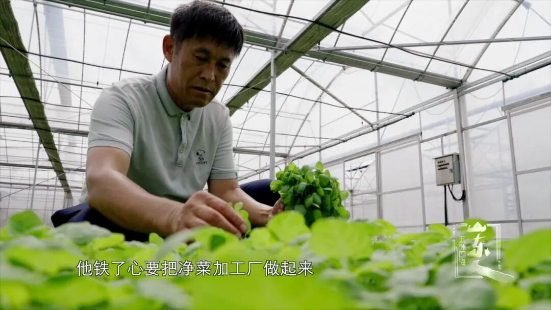 宋胜利的公司成为了"杭州第19届亚运会"指定蔬菜供应商,左大江打造的"