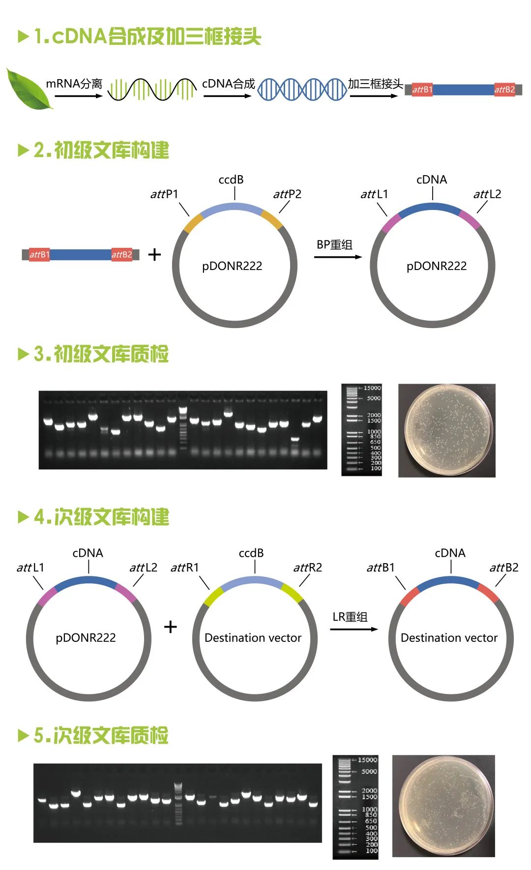 基因表达框图片