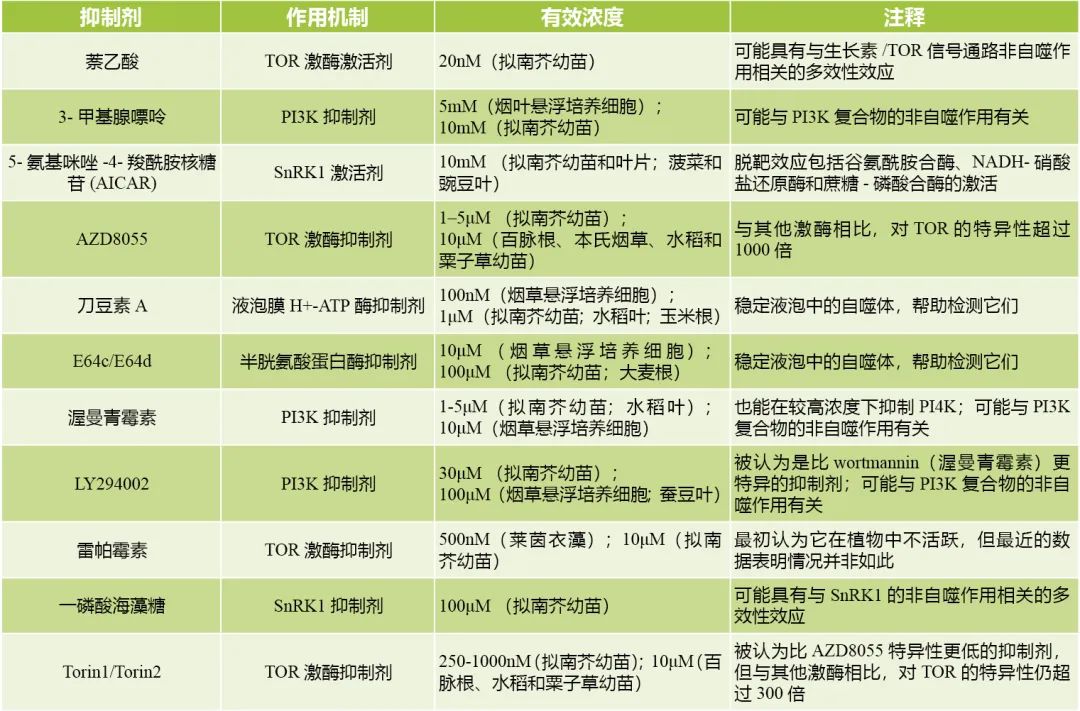 如何研究蛋白的自噬降解