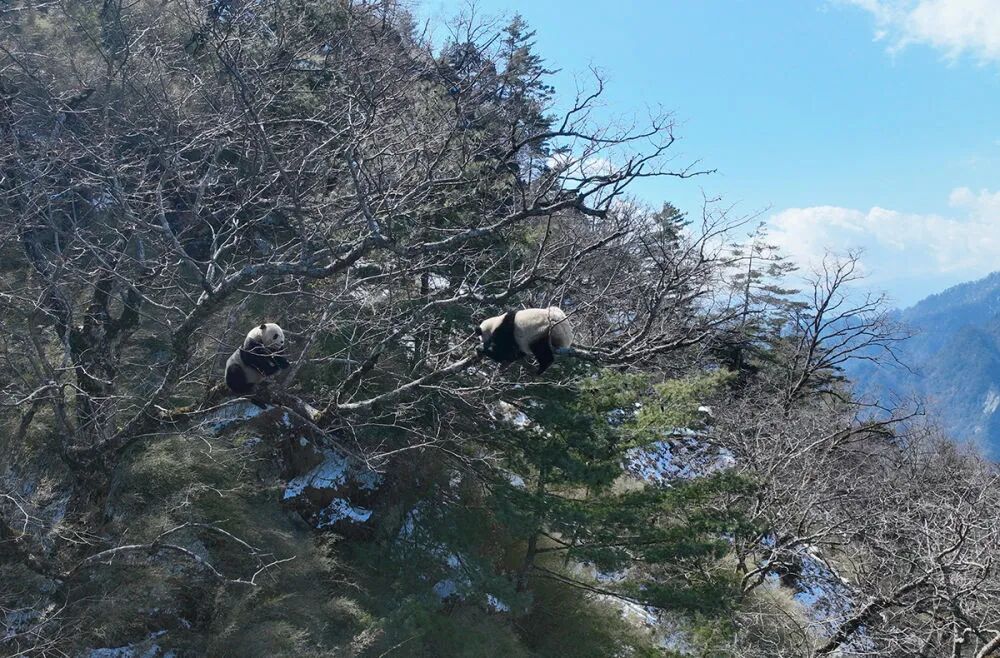 Boar on the Loose: Qingdao's Wild Warning - What You Need to Know - News Directory 3