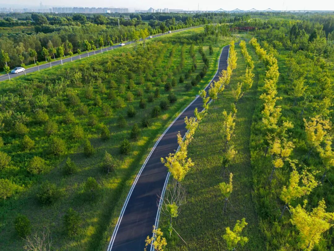 济南新旧动能转换起步区黄河生态廊道防护林及苗圃项目二期工程竣工
