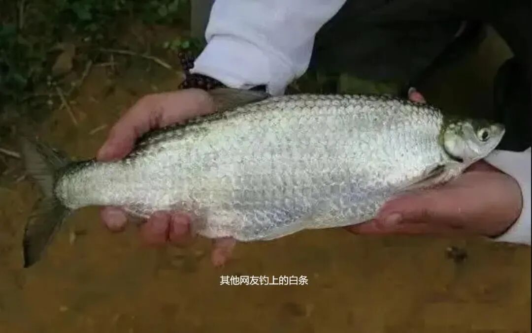 钓鱼人鄙视链底端？错了！餐条才是隐藏的王者，这样钓白条才过瘾