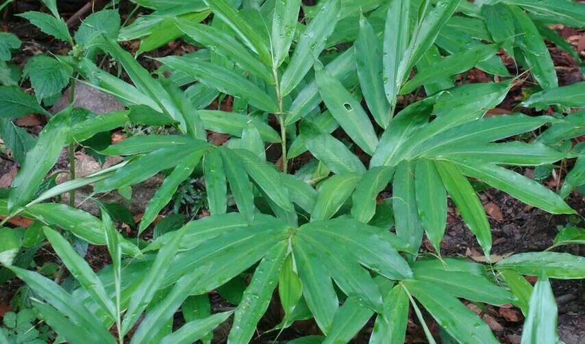 华南地区适合种植什么药材，有哪些好的种植模式？