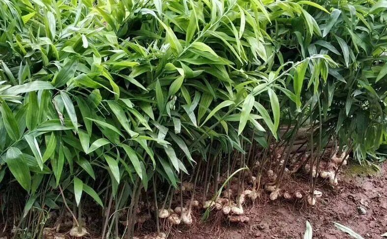 华中地区适合种植什么药材，有哪些好的种植模式？