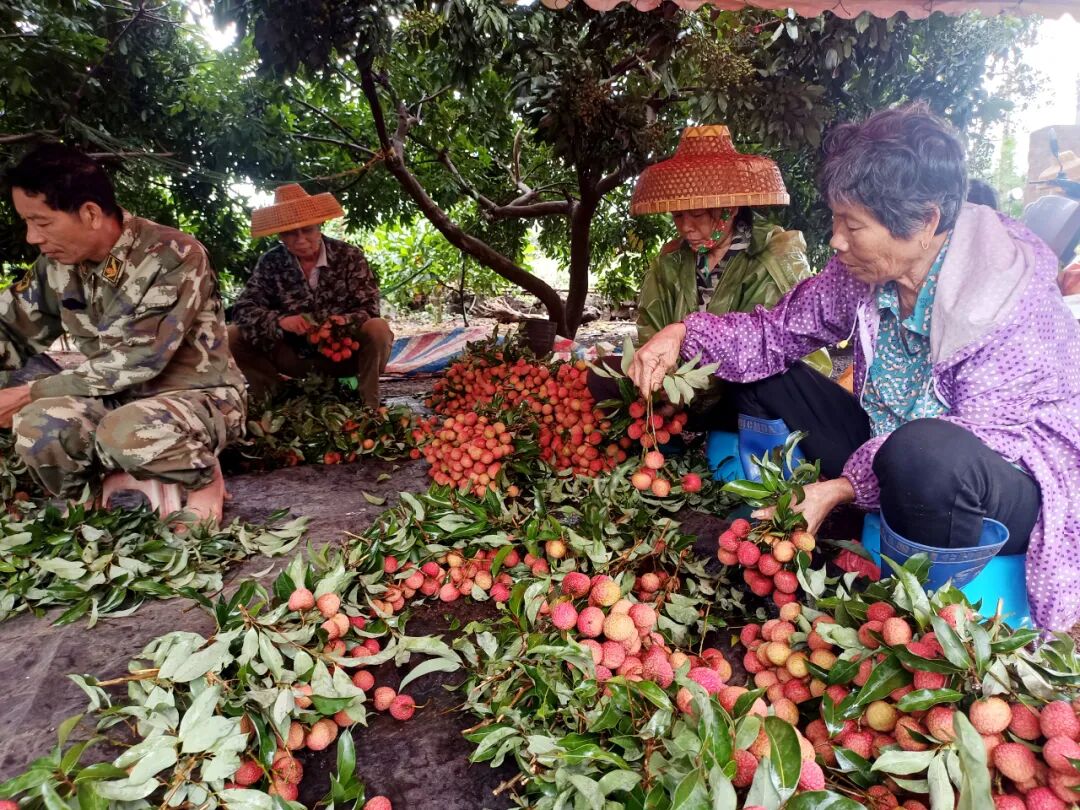 百千万工程雷州荔枝开摘丰产又丰收