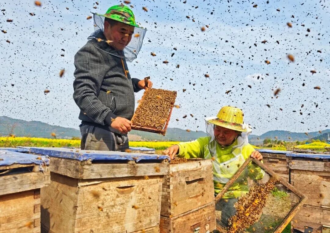 一路繁花+一路蜜：养蜂人的甜蜜收获&amp;#8203;+(1).jpg