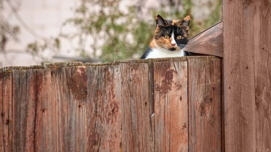 A Hong Kong national has been ordered to leave New Zealand after he injured his pet cat while trying to toilet train and shower it, leaving it with 13 fractures and needing to be put down.