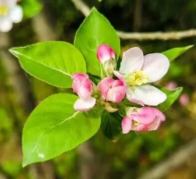 苹果花2.jpg