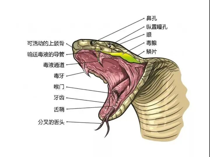 用蛇毒毒毒蛇毒蛇会不会被蛇毒毒死
