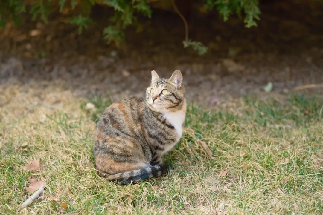 DSC_3236.jpg