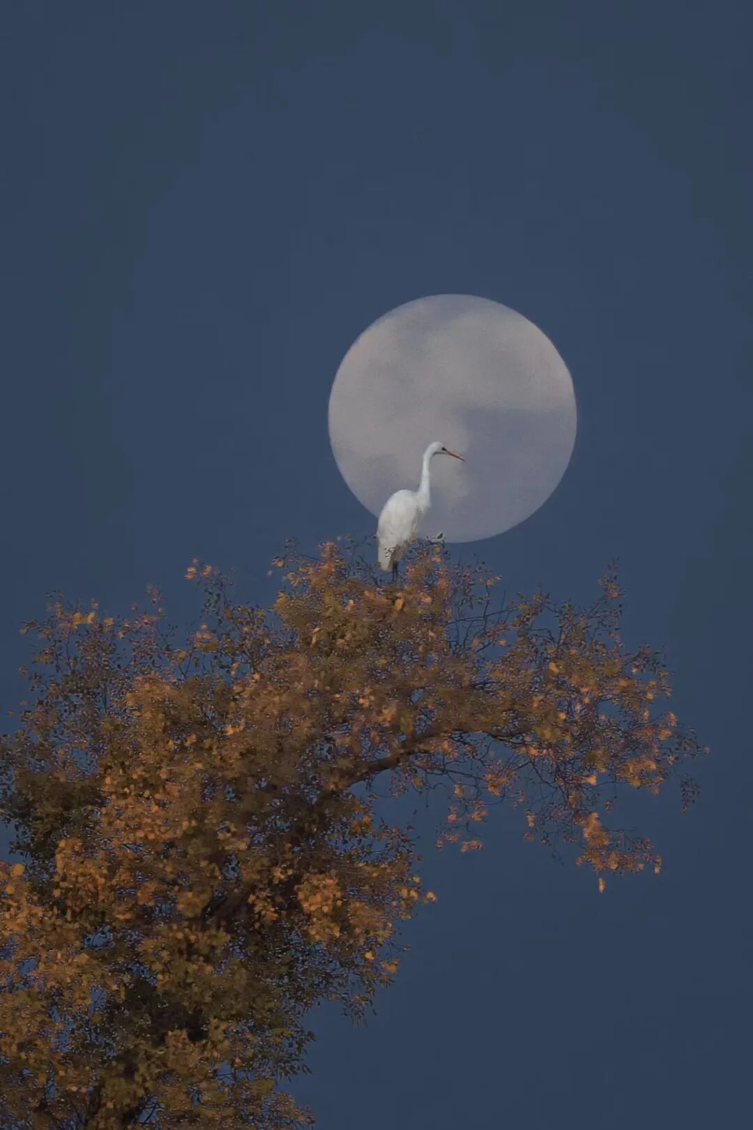 相机afc怎么调改变业界，2013-2023全画幅微单十年记_https://www.jmylbn.com_新闻资讯_第21张