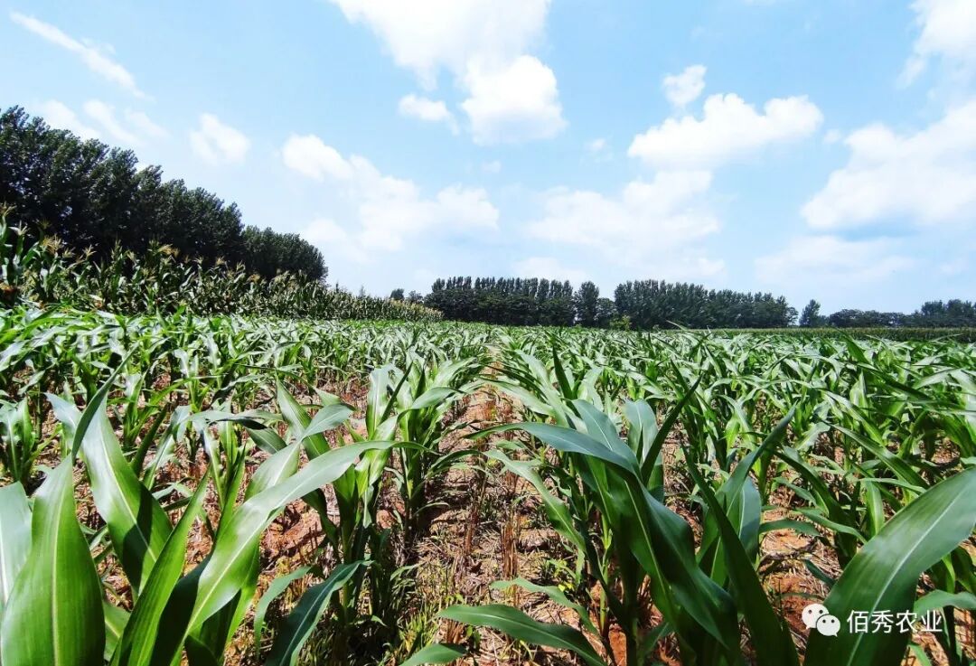 玉米控旺和防蟲，為啥不能同時進行？3點原因分析農民哪里做錯了