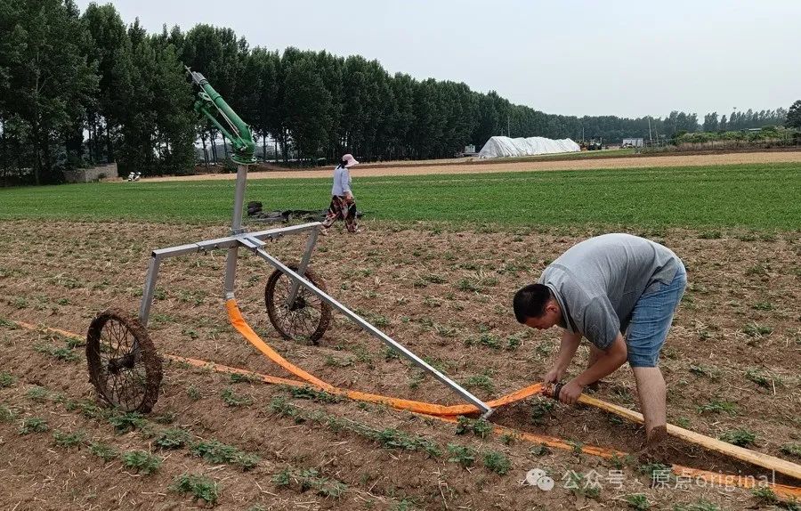 河南大旱中无奈的种植大户