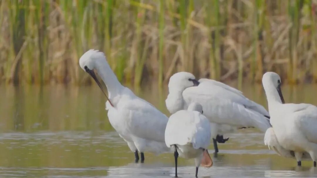 巢湖水质正在逐渐改善