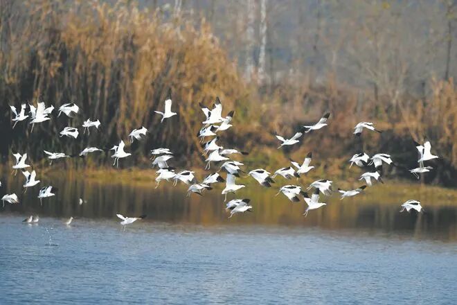 巢湖水质正在逐渐改善