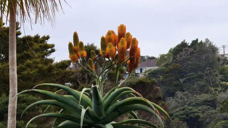 树上有许多植物
AI 生成的内容可能不正确。