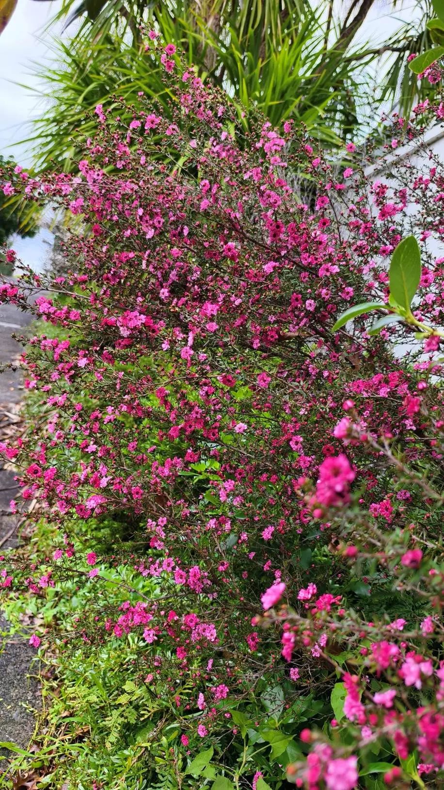 花园里有粉色的花
AI 生成的内容可能不正确。