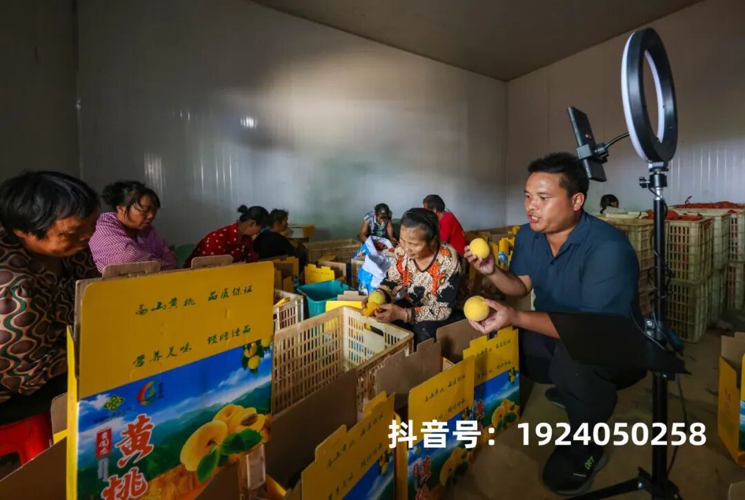 玉屏:春晖产业园黄桃喜丰收 结出“甜蜜”致富果