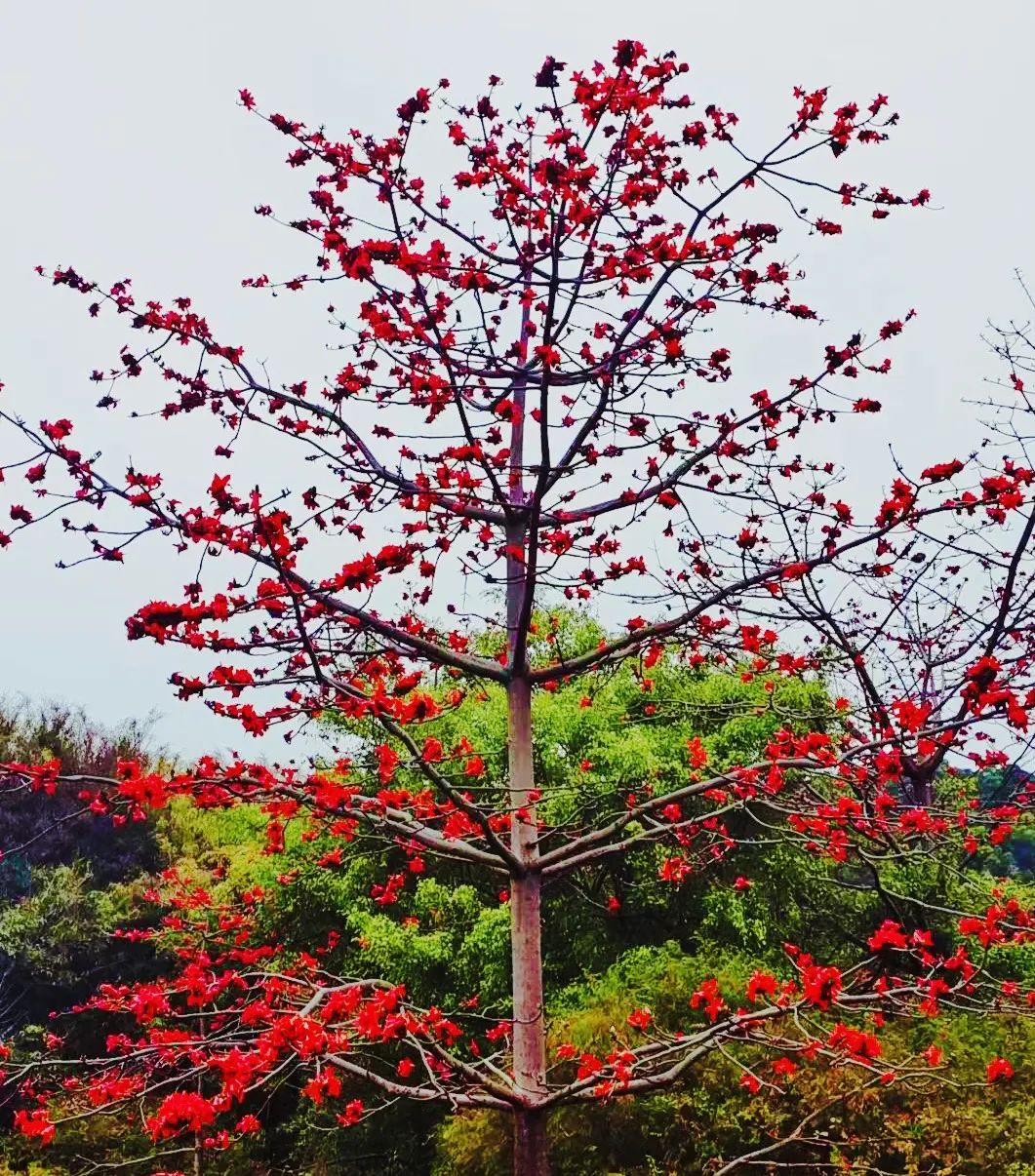 木棉花有哪些颜色图片