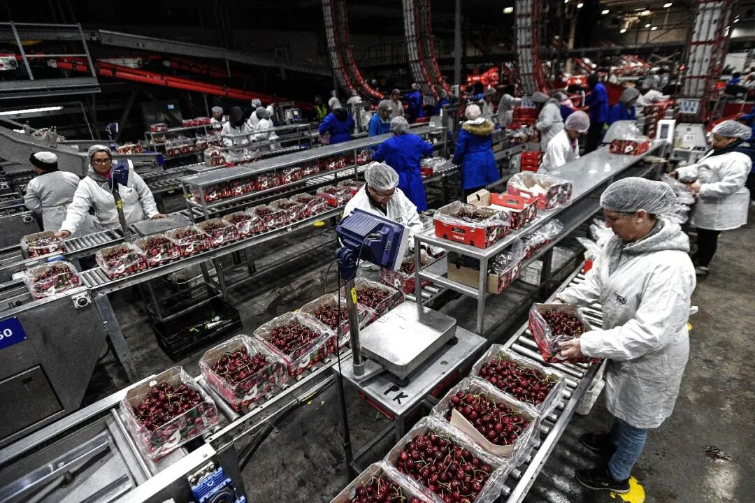 　　在智利莫斯塔萨尔的一座吉制公司工厂，工作人员处理车厘子（2024年12月13日摄）。吉制公司2006年起开始向中国出口车厘子/新华社发（豪尔赫·比列加斯摄）