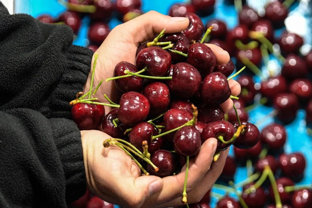 　　当地时间2024年12月13日，在智利莫斯塔萨尔的一座吉制公司工厂，工作人员展示车厘子/新华社发（豪尔赫·比列加斯摄）