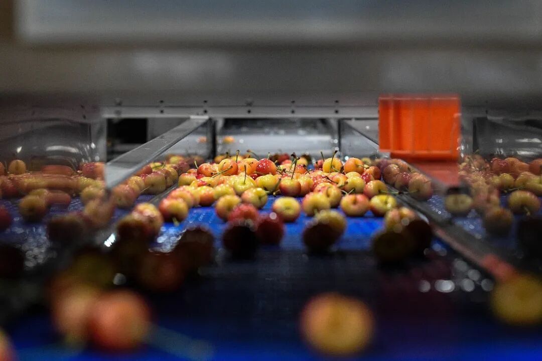 　　当地时间2024年12月13日在智利莫斯塔萨尔的一座吉制公司工厂拍摄的车厘子/新华社发（豪尔赫·比列加斯摄）