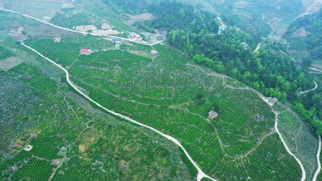 让全村爆哭的男人，有什么来头