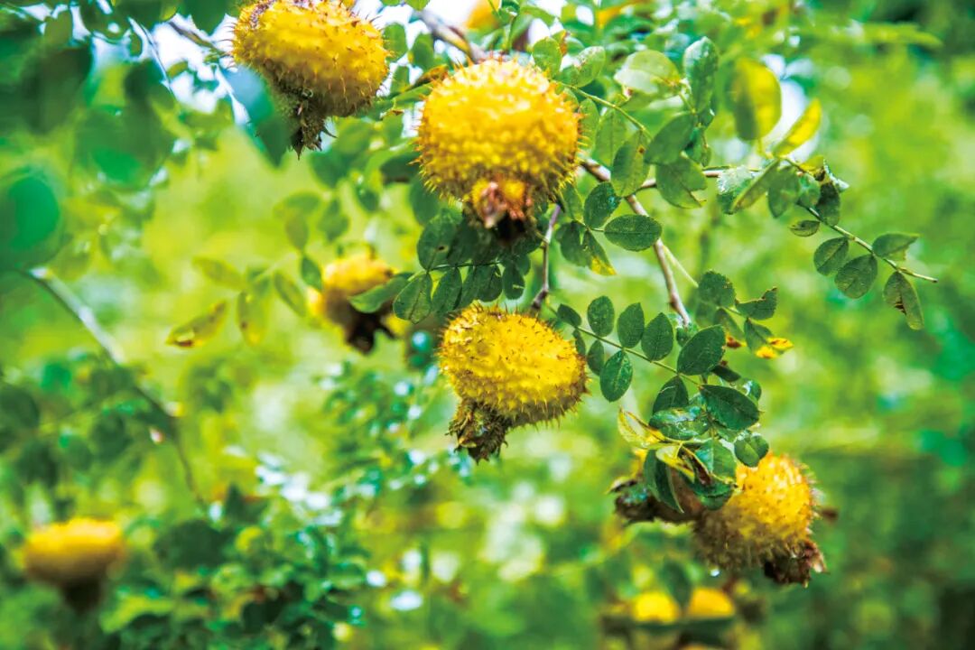 让全村爆哭的男人，有什么来头