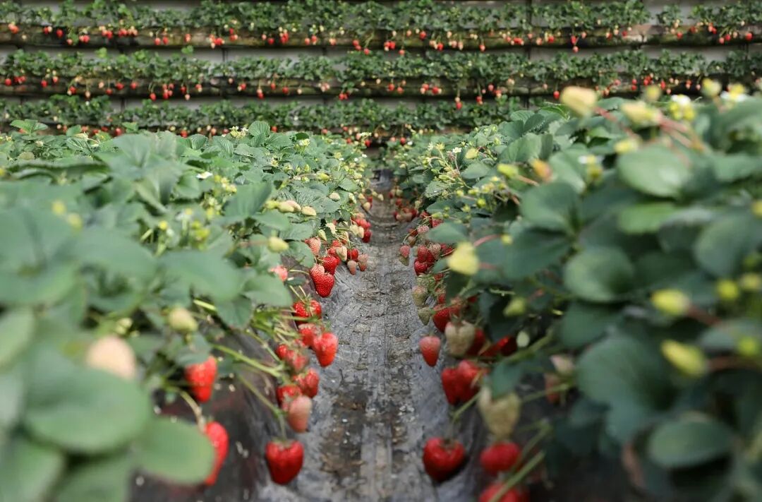 与此同时,1月22日,丹东郊野连片的温室大棚中,草莓果农正在经历忙碌的