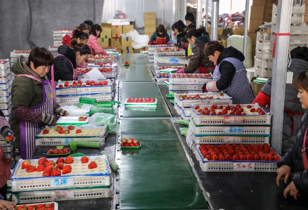 与此同时,1月22日,丹东郊野连片的温室大棚中,草莓果农正在经历忙碌的