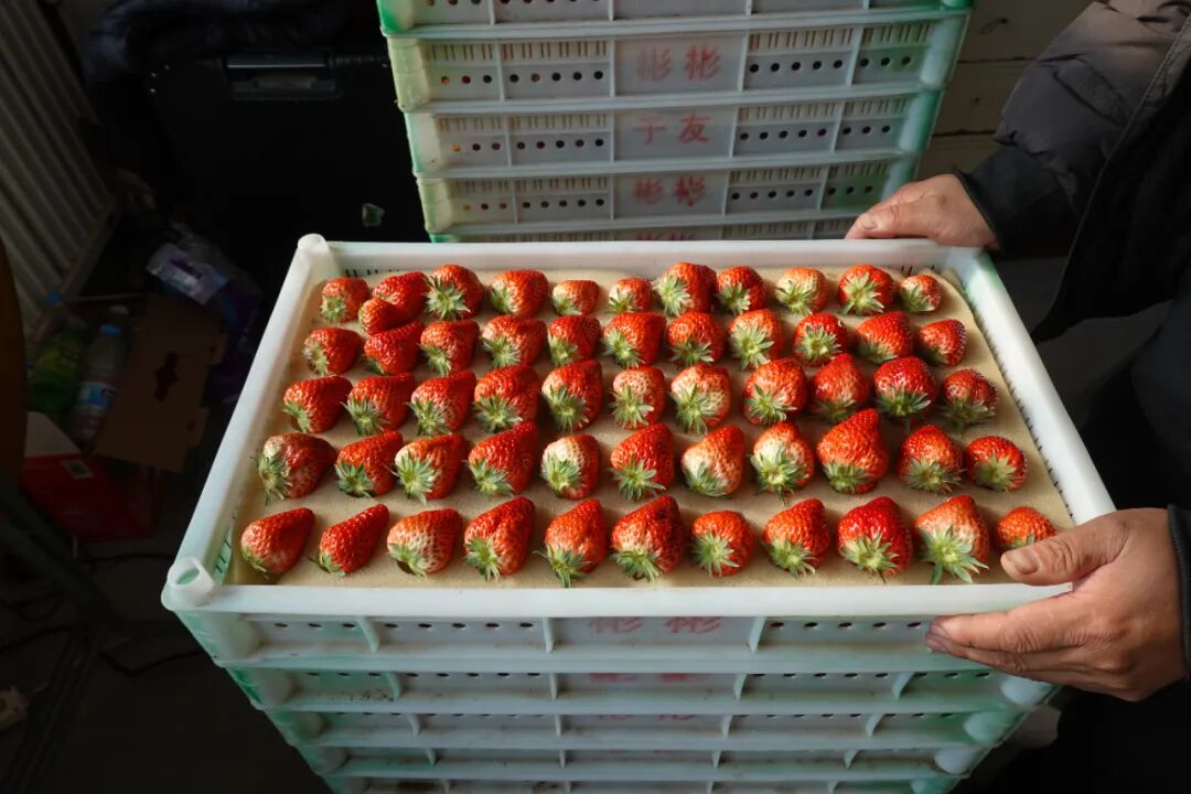 丹东草莓,真相来了