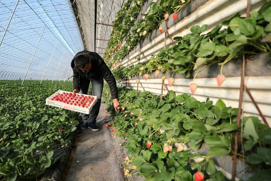 宁德六都草莓基地图片