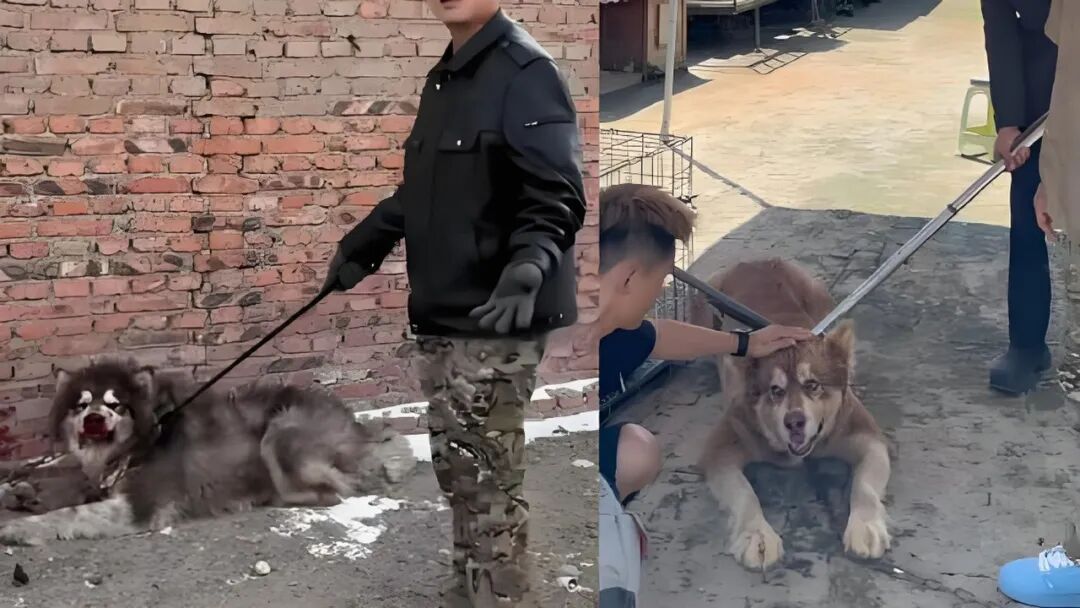 “训狗一哥”潘宏又出事，要求主人签“百万赔偿合同”，这事你站谁？