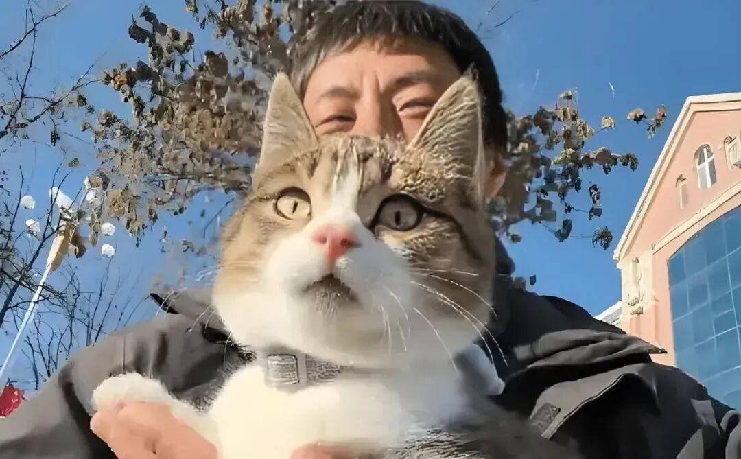 网红小猫悟空疑因中毒去世，博主赵朔曝光细节，疑点重重！可以不爱，但请不要加害！