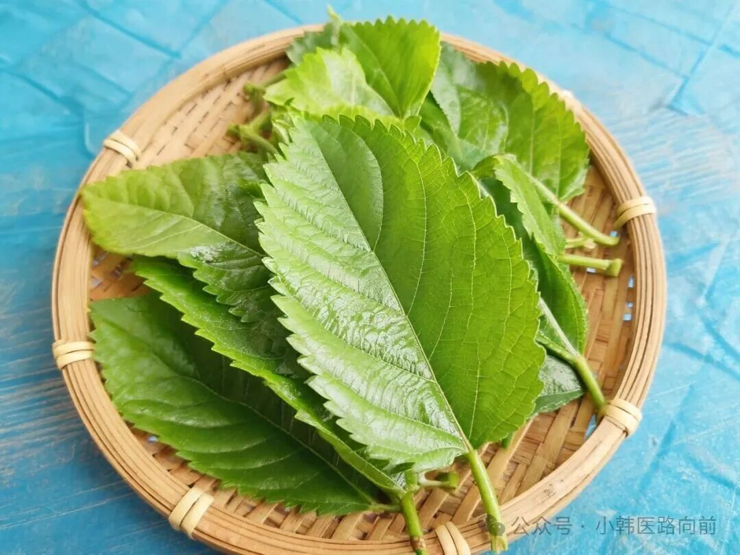 桑叶止汗心得