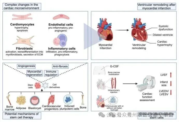 graphic file with name 12015_2025_10888_Figa_HTML.jpg