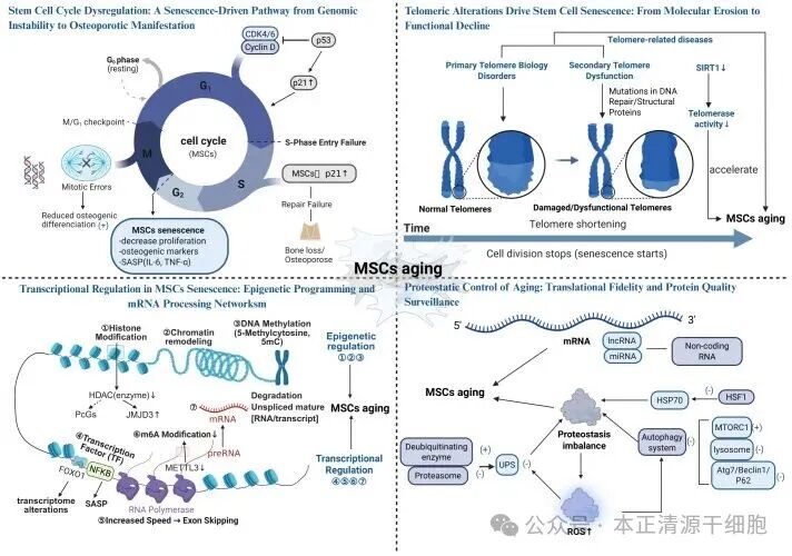 Diagram explaining stem cell cycle dysregulation, focusing on mesenchymal stem cells (MSCs) aging. Clockwise: cell cycle showing G₀ phase, mitotic errors, senescence, osteogenic markers; telomere alterations leading to telomere shortening and senescence; proteostatic control, including non-coding RNA and protein quality control; transcription regulation through epigenetic modifications like histone modification, chromatin remodeling, and DNA methylation. All processes contribute to MSCs aging and reduced cellular functionality.