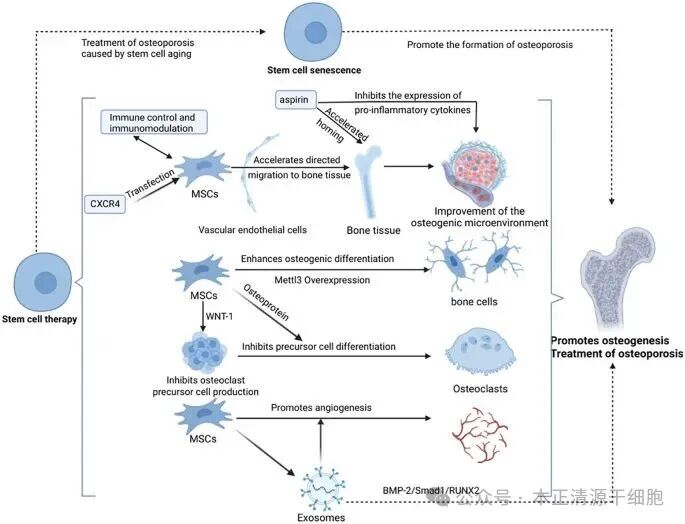 Diagram illustrating how stem cell therapy treats osteoporosis. Stem cell aging leads to senescence, promoting osteoporosis. Aspirin inhibits pro-inflammatory cytokines, improving the osteogenic microenvironment. MSCs (mesenchymal stem cells) with overexpressed Mettl3 and other factors enhance bone cell differentiation. Exosomes promote angiogenesis. These processes collectively support osteogenesis and osteoporosis treatment.