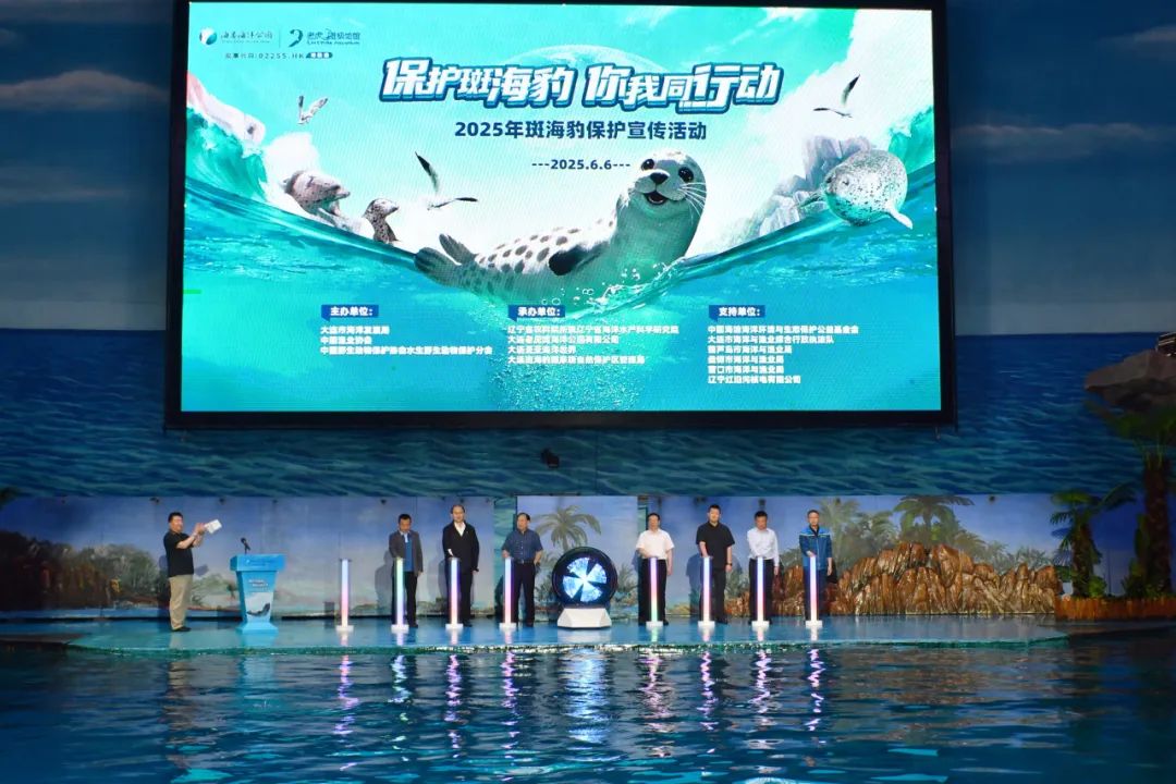 9只斑海豹在大连放归大海,9头斑海豹放归黄渤海——2025年斑海豹保护宣传活动在大连举..