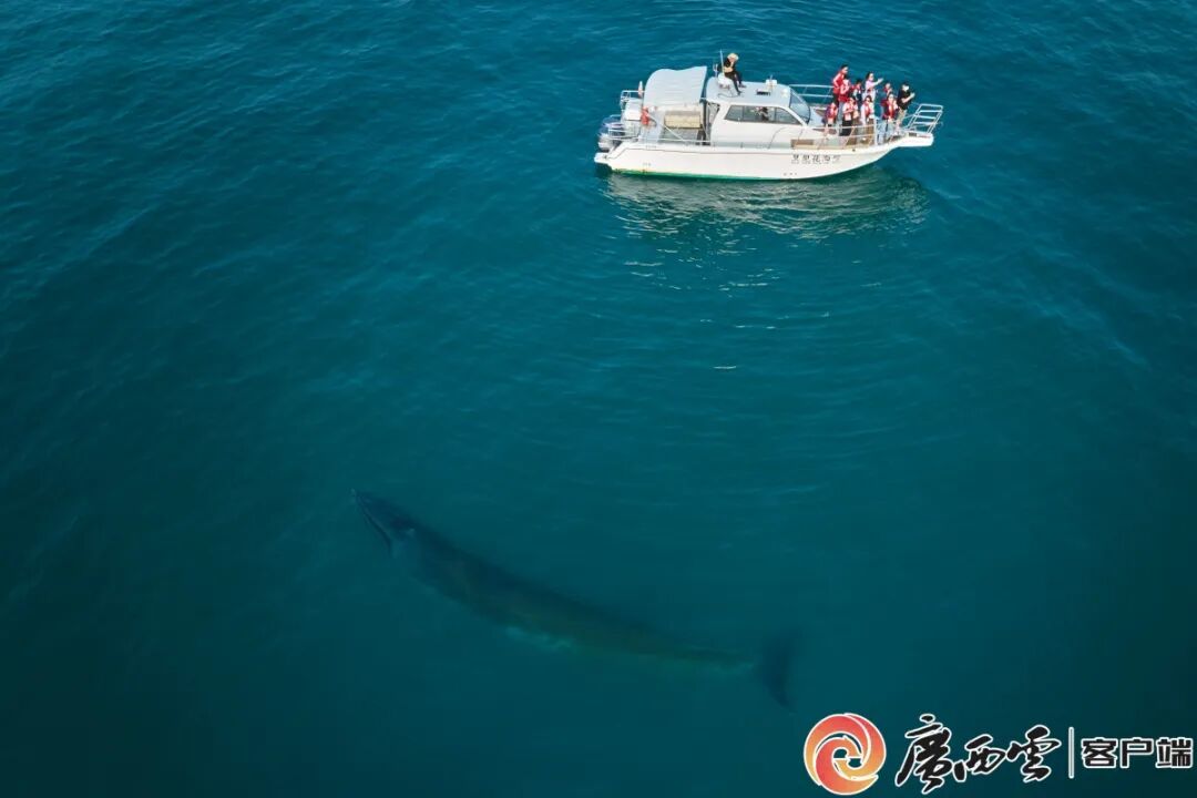 这片海,总有"鲸喜"! - 人大要闻 - 北海市人民政府