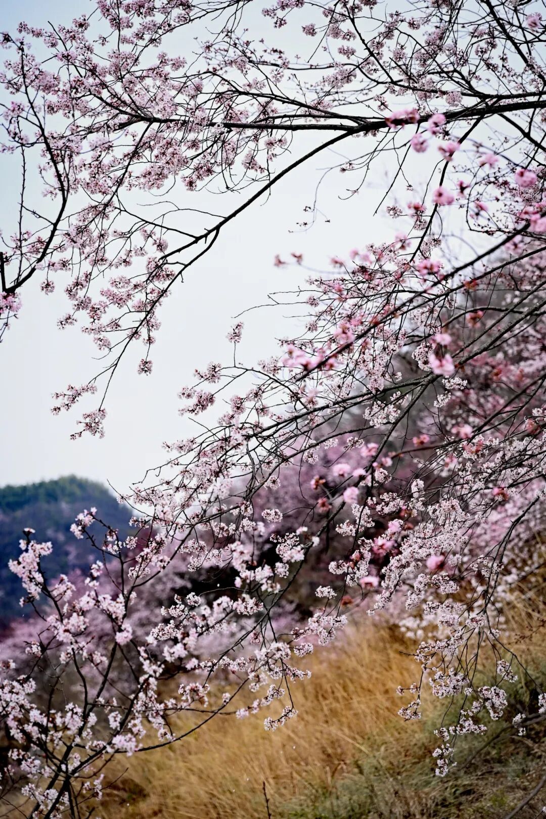 虬枝缀粉漫山绯，花影摇风醉翠微。戴薇 摄.jpg