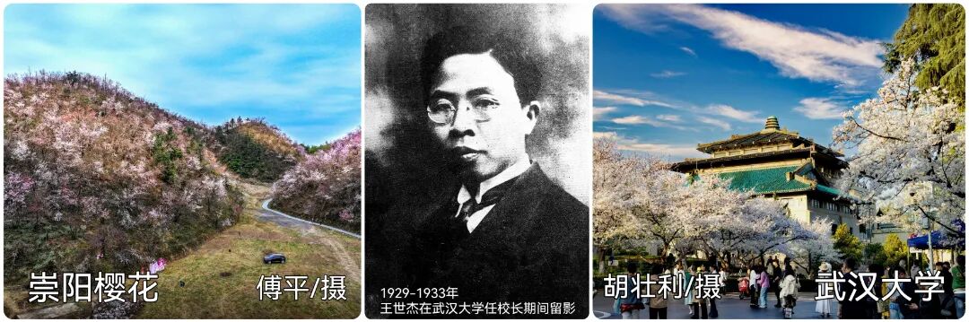 崇阳樱花 傅平 摄+王世杰+武汉大学 胡壮利 摄.jpg