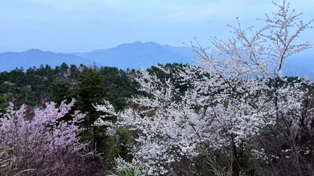 翠岭浮烟接远空，繁英缀树各争融。王晔 摄.jpg