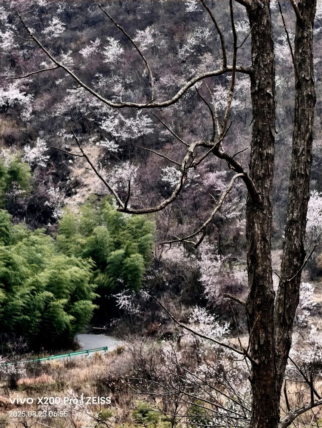 漫山樱树织春纱，曲径修竹映物华。夏峰 摄.jpg