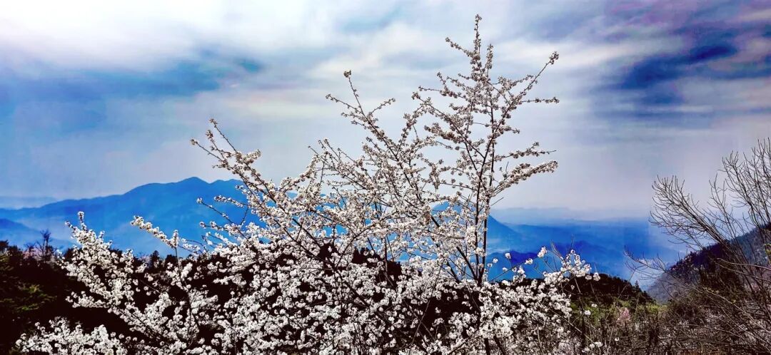 崇阳大岭龙泉山十万亩野樱绽放。陆运良 摄.jpg