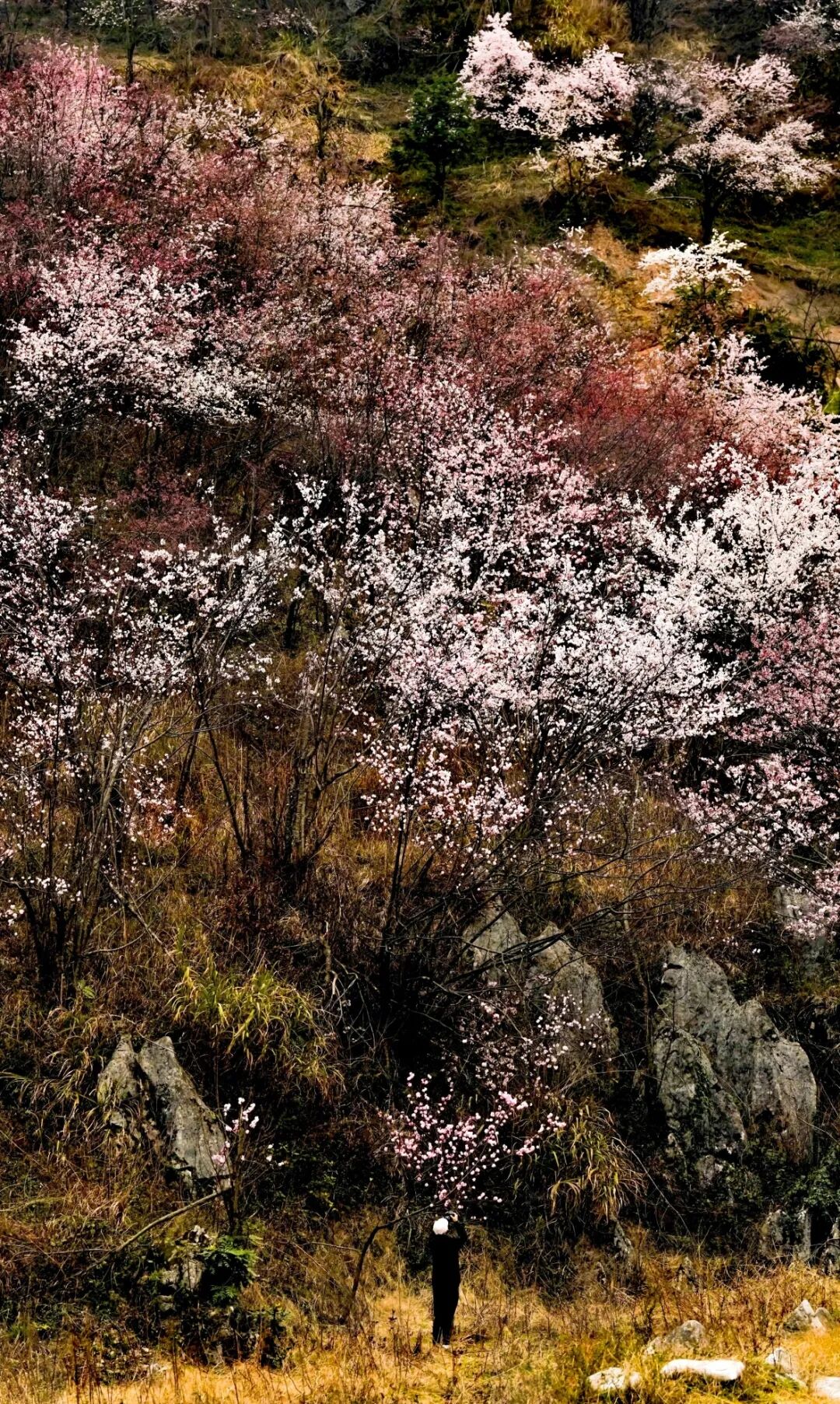 千树娇花覆翠冈，一坡绚烂竞春芳。王莉 摄.jpg