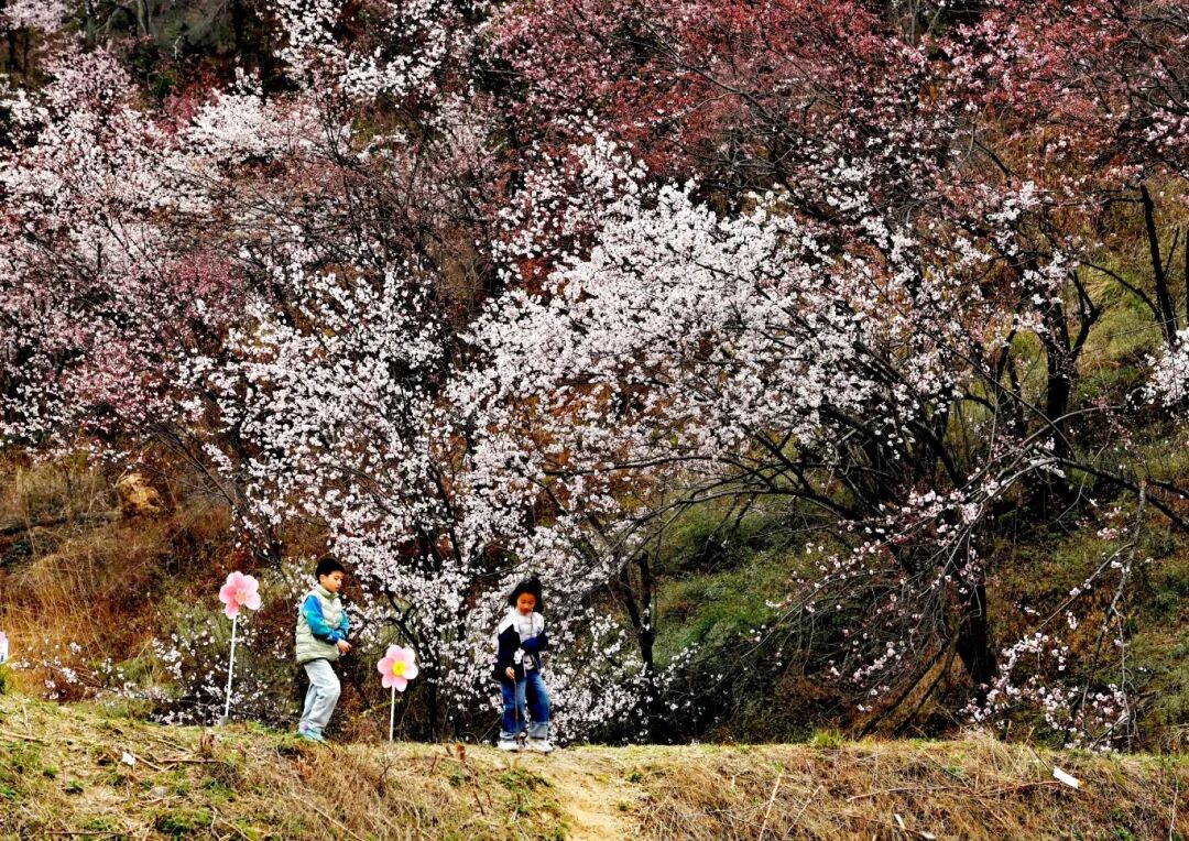 繁花满树映春阳，童颜共景绘韶光。姚洪 摄.jpg